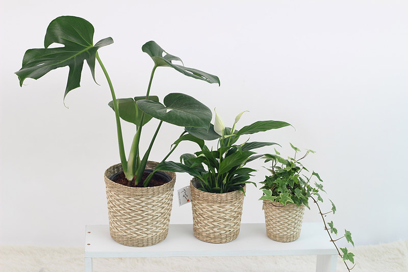 plantas para a sala